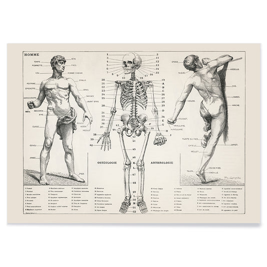 Vintage anatomical poster showing human body and skeleton anatomical diagrams by Larousse Pierre Auge and Claude, with black aluminium frame on white background