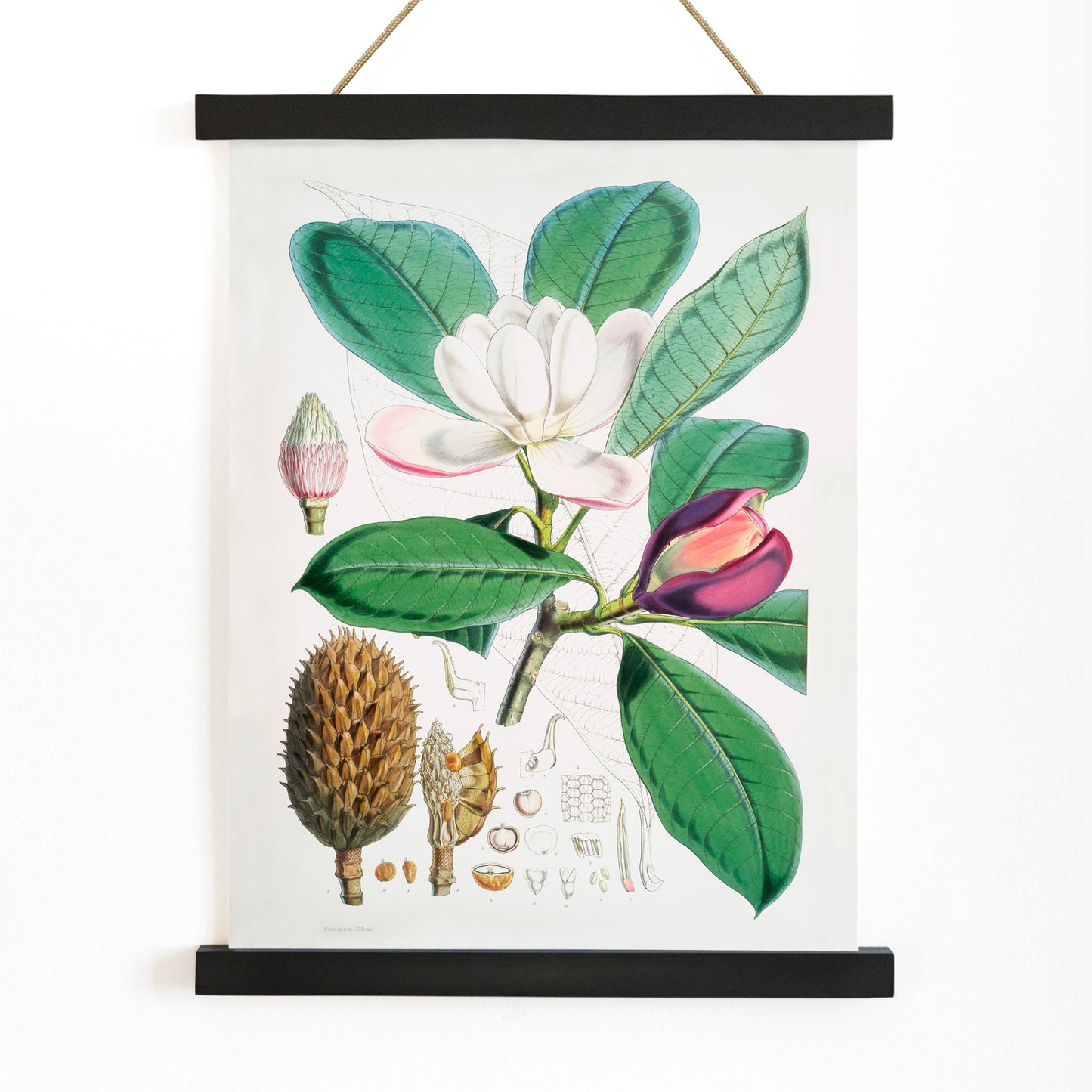 Botanical illustration and poster of Talauma Hodgsoni Magnolia Hodgsonii with detailed flowers and leaves by WH Fitch from Illustrations of Himalayan plants, with wooden magnetic frame on white background