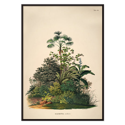Botanical illustration poster of Mauritia Armata from Historia Naturalis Palmarum by Carl Friedrich Philipp von Martius featuring detailed tropical plants, with black aluminium frame on white background
