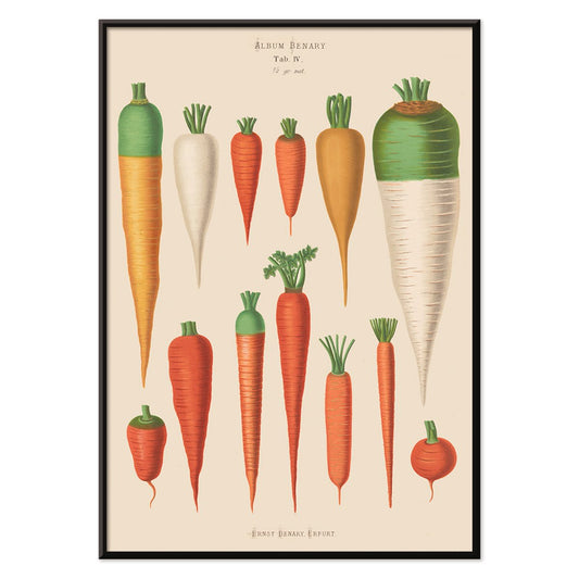 Vintage botanical poster of carrots from Album Benary by Ernst Benary featuring diverse colorful carrot illustrations and shapes, with black aluminium frame on white background