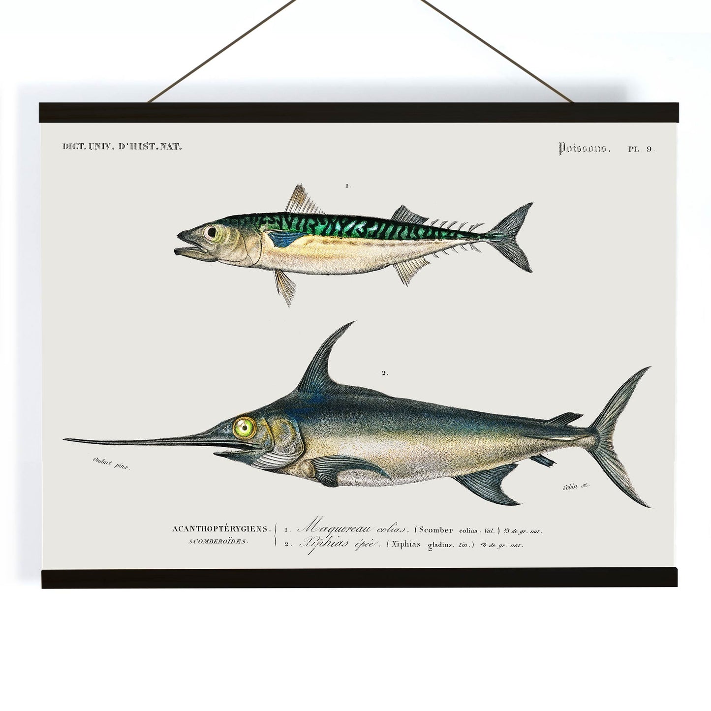 Illustration and poster of various fish species with scientific names from Different types of fishes by Charles Dessalines D Orbigny, with wooden magnetic frame on white background