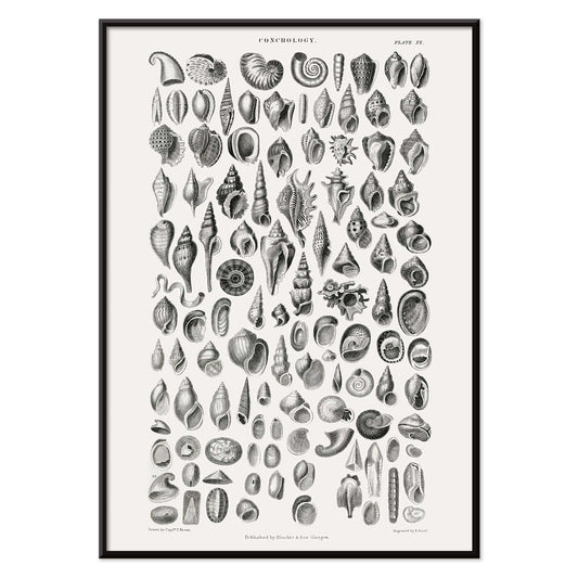 Vintage seashell illustration and detailed seashell poster by Oliver Goldsmith from A History of the Earth and Animated Nature perfect for natural history decor and study, with black aluminium frame on white background