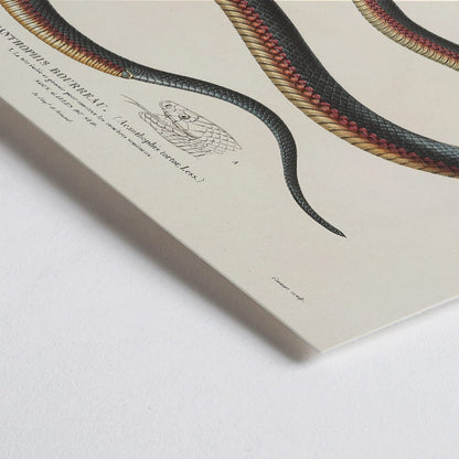 Closeup detail of Detailed illustration of a coiled snake by Louis-Isidore Duperrey from Voyage autour du monde Pl.006 poster