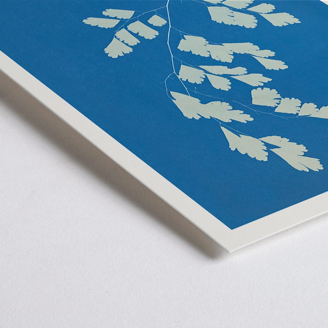 Closeup detail of Cyanotype fern print by Anna Atkins titled Adiantum tenerum featuring white foliage on blue background botanical art poster