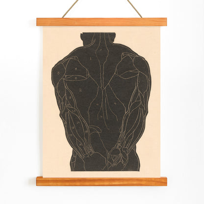 Anatomical illustration and poster of human back muscles by Reijer Stolk labeled muscle groups artwork Back Muscles, with wooden magnetic frame on white background
