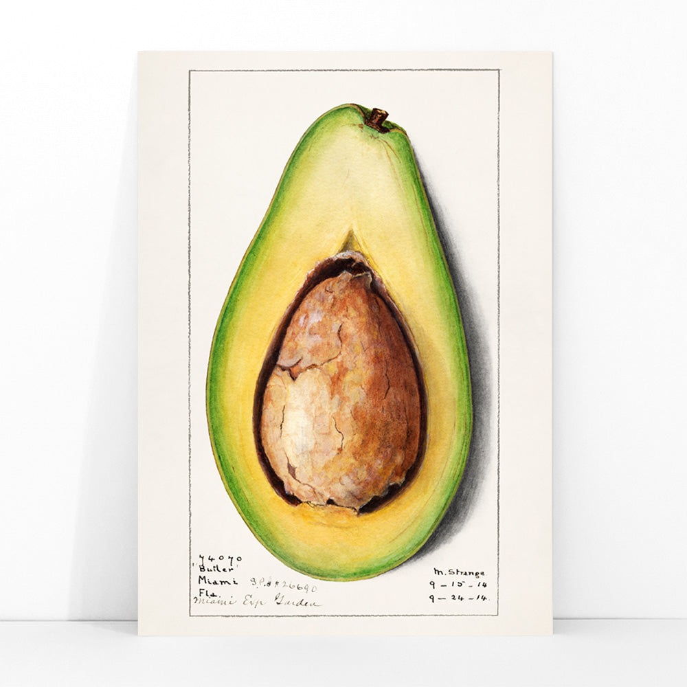Botanical illustration and poster of a realistic avocado Persea by Amanda Almira Newton suitable for kitchen wall decor, framed and displayed in modern living room decor