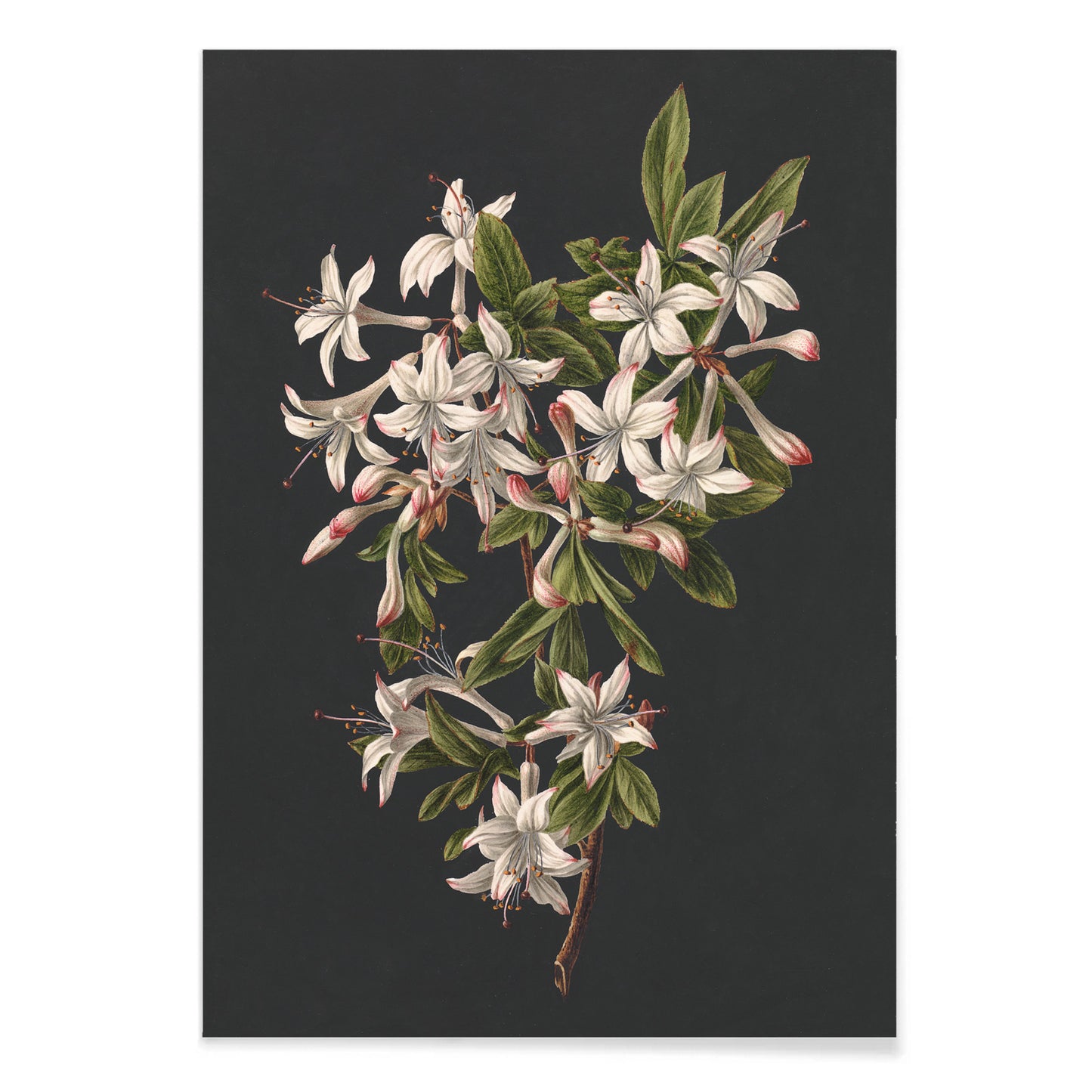 Botanical illustration poster of white azalea flowers and green leaves on a branch by M de Gijselaar titled Branch of Azaleas in Bloom, with black aluminium frame on white background