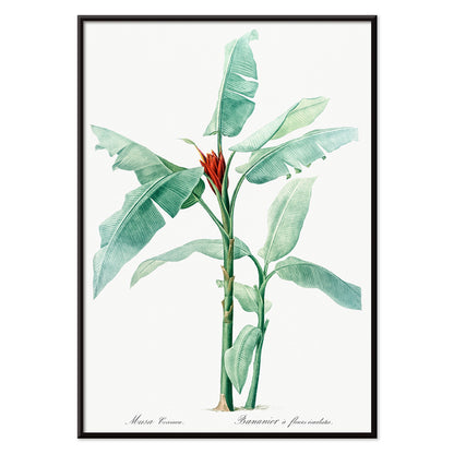 Scarlet banana plant botanical illustration by Pierre Joseph Redoute from Les liliacees poster artwork, with black aluminium frame on white background