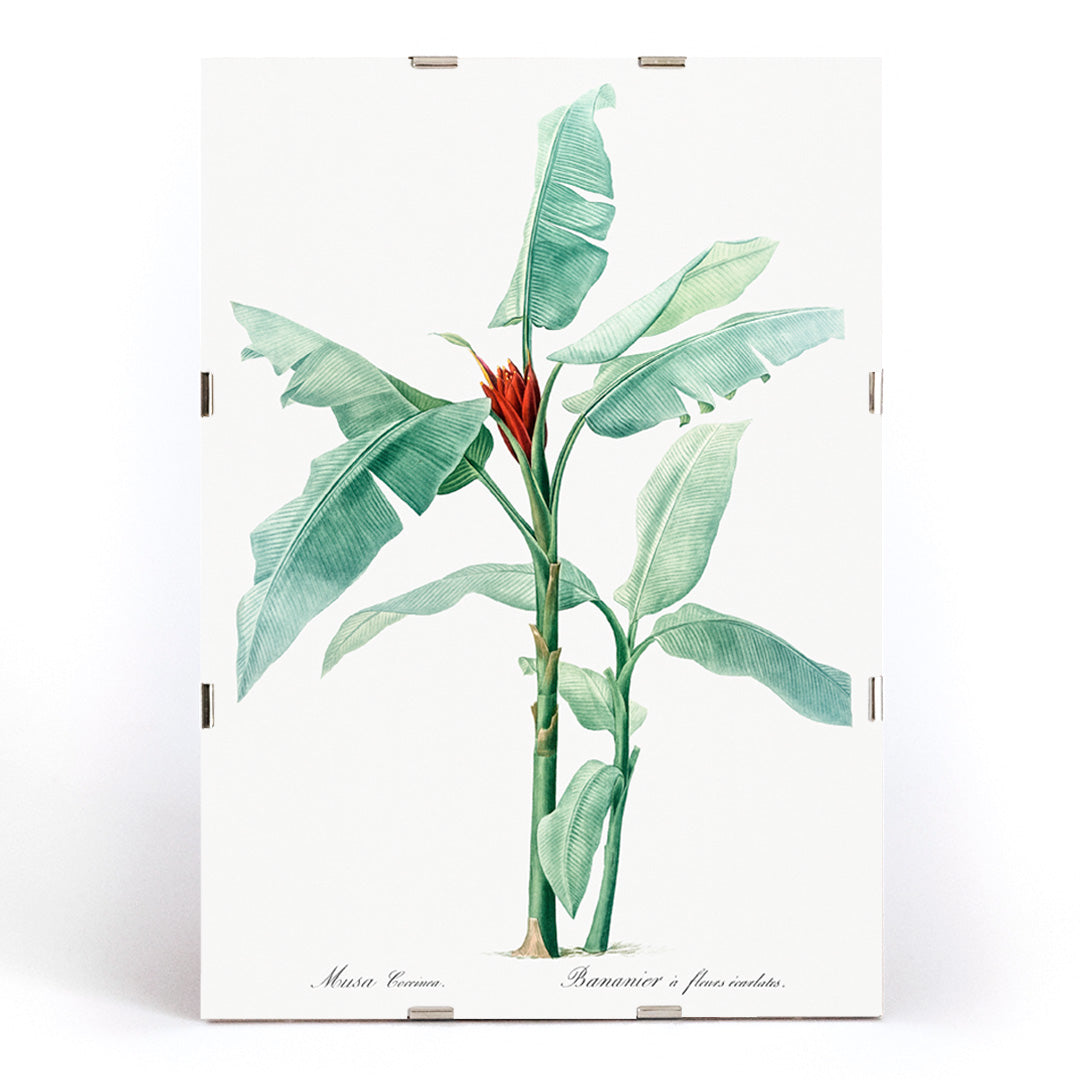 Scarlet banana plant botanical illustration by Pierre Joseph Redoute from Les liliacees poster artwork, framed and displayed in modern living room decor