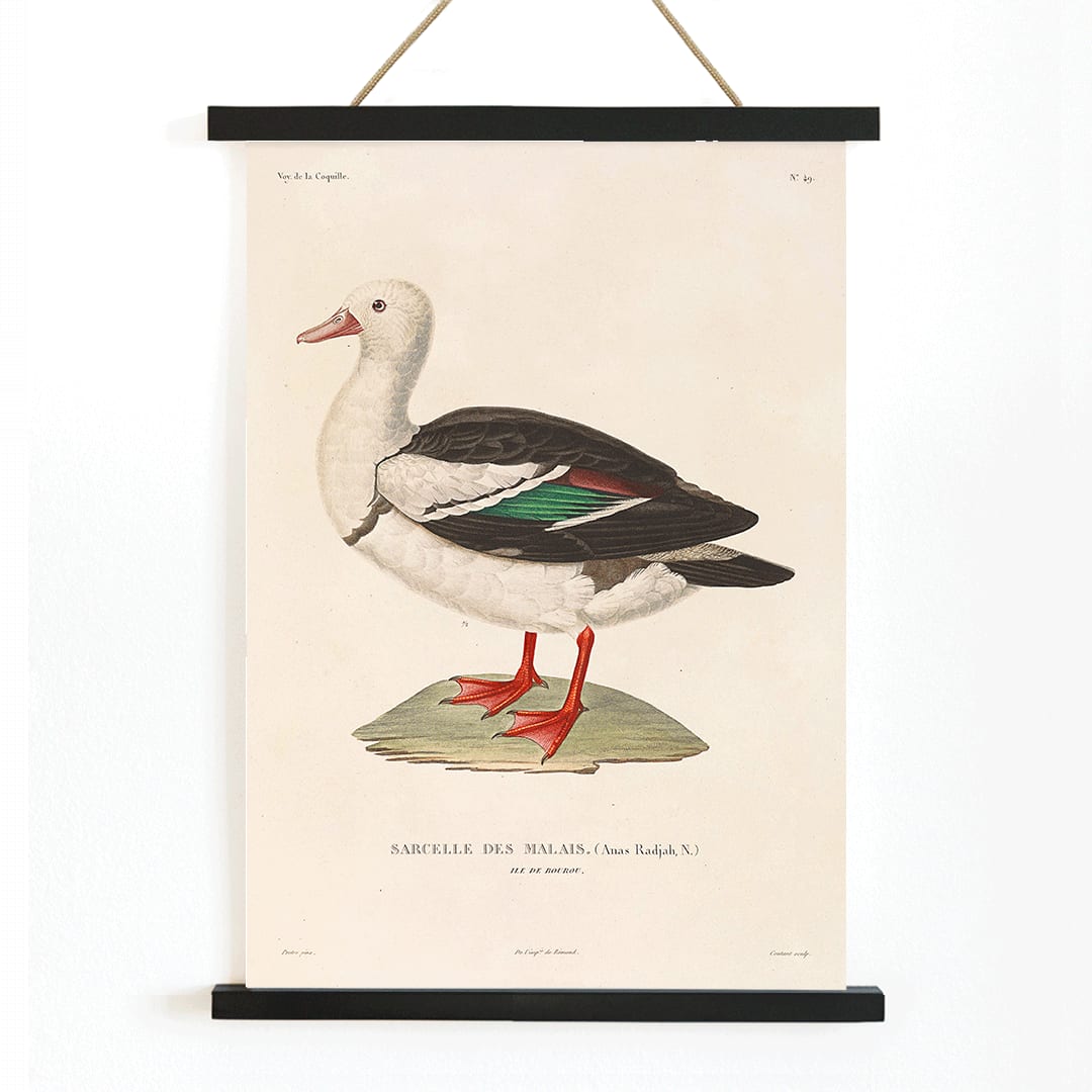Voyage autour du monde Pl 155 Bird illustration and poster by Louis Isidore Duperrey featuring Sarcelle des Malais bird artwork, with wooden magnetic frame on white background