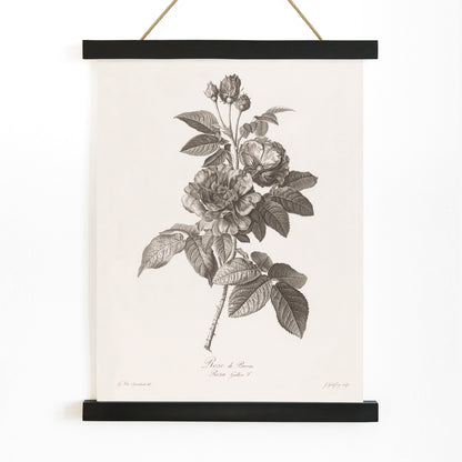 Botanical illustration of blooming Rose de Provins branch by Jean Godefroy poster, with wooden magnetic frame on white background