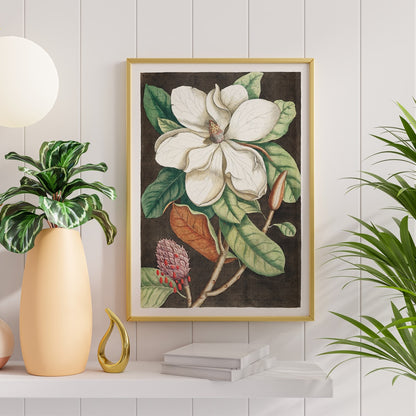 Laurel Tree Magnolia altissima botanical illustration and poster from The natural history of Carolina Florida and the Bahama Islands by Mark Catesby, framed and displayed in home decor