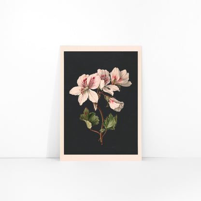 Botanical illustration of Pelargonium flower by M de Gijselaar with white petals and green leaves on dark background poster wall decor, framed and displayed in modern living room decor