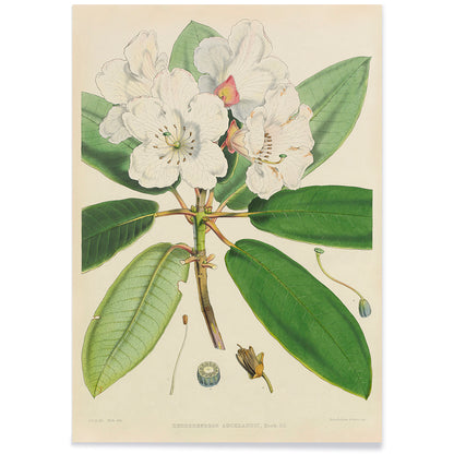 Botanical illustration of white rhododendron flowers and leaves from The Rhododendrons of Sikkim-Himalaya by Joseph Dalton Hooker poster, with black aluminium frame on white background