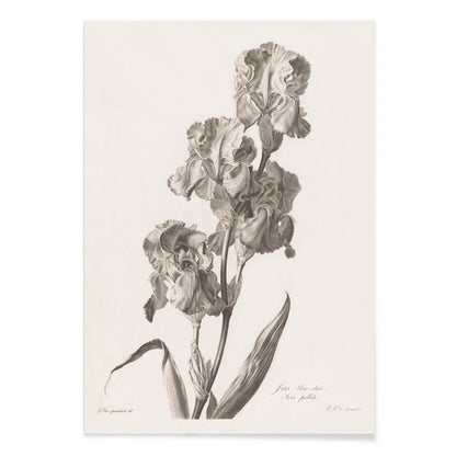 Botanical illustration poster of Blue Dalmatian iris by Pierre Francois Legrand showing detailed iris flowers and leaves in monochrome style, with black aluminium frame on white background
