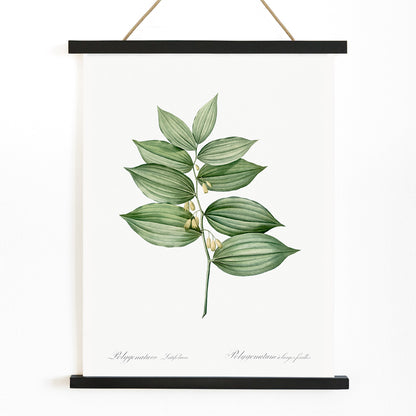 King Solomons seal botanical illustration and poster by Pierre-Joseph Redoute from Les liliacees botanical artwork, with wooden magnetic frame on white background