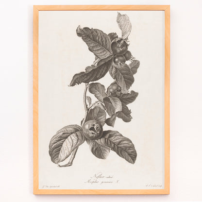 Closeup detail of Black and white botanical illustration of medlar fruit and leaves by Pierre Francois Legrand