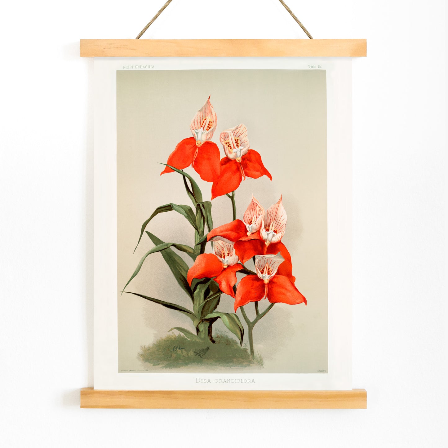 Vivid red Disa grandiflora orchids illustrated by Frederick Sander from Reichenbachia Orchids botanical artwork, with wooden magnetic frame on white background