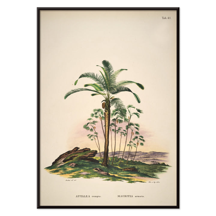 Botanical illustration of Attalea compta palm trees by Carl Friedrich Philipp von Martius from Historia Naturalis Palmarum artwork poster, with black aluminium frame on white background