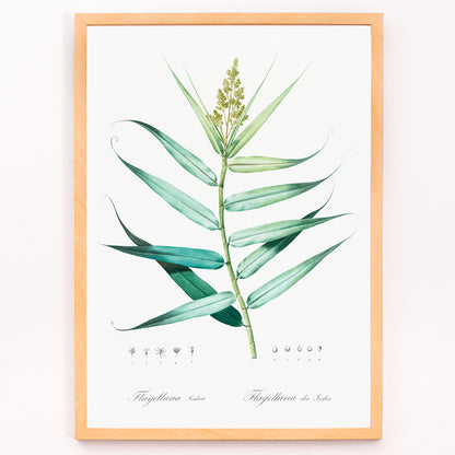 Closeup detail of Botanical bush cane illustration with green leaves by Pierre-Joseph Redoute from Les liliacees artwork poster