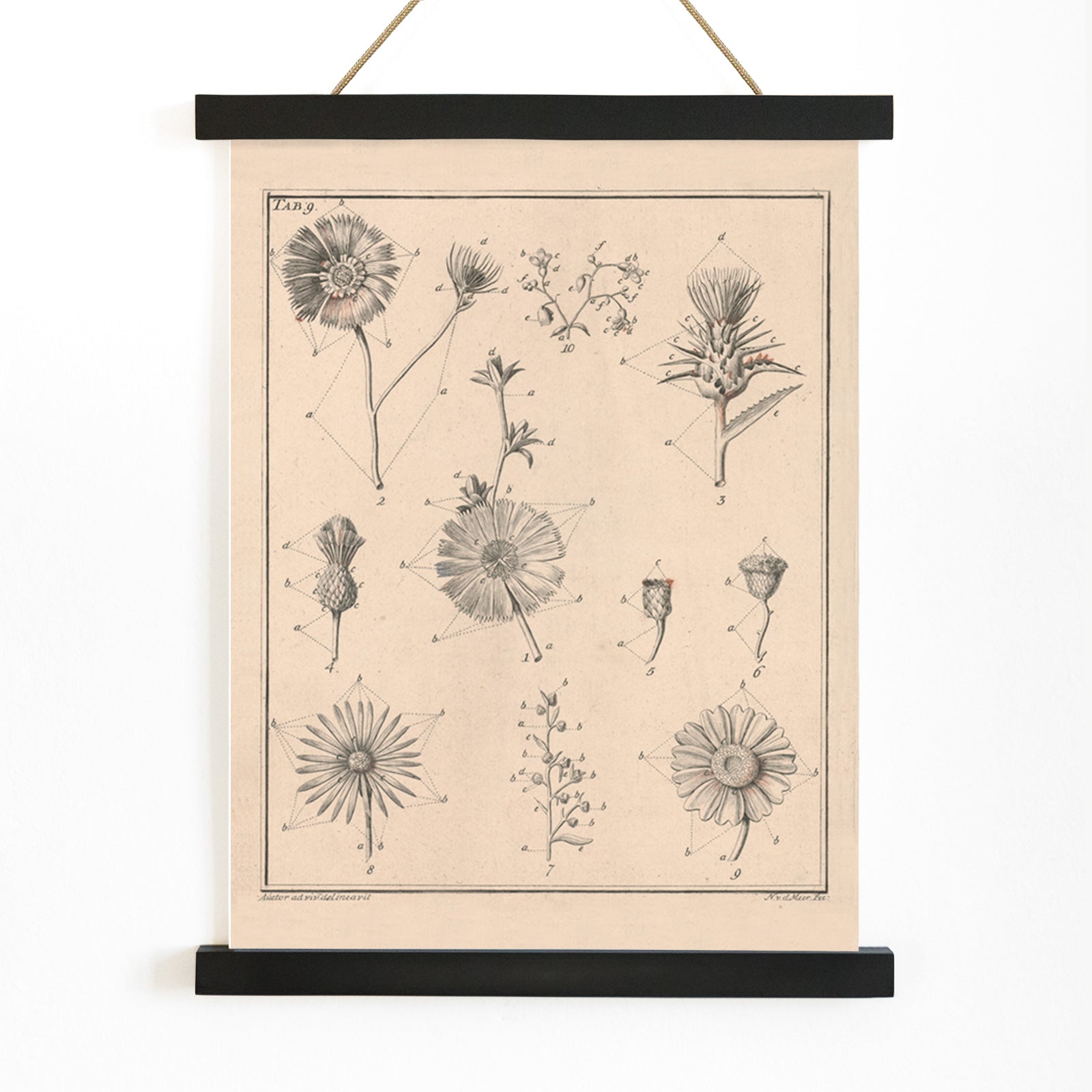 Botanical flower illustration poster by Noach van der Meer featuring detailed sketches of various species from Flowers Tab 9, with wooden magnetic frame on white background
