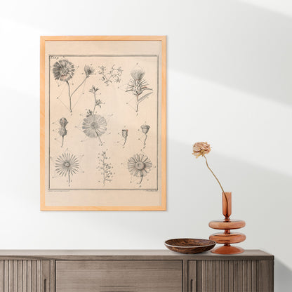 Botanical flower illustration poster by Noach van der Meer featuring detailed sketches of various species from Flowers Tab 9, framed and displayed in home decor