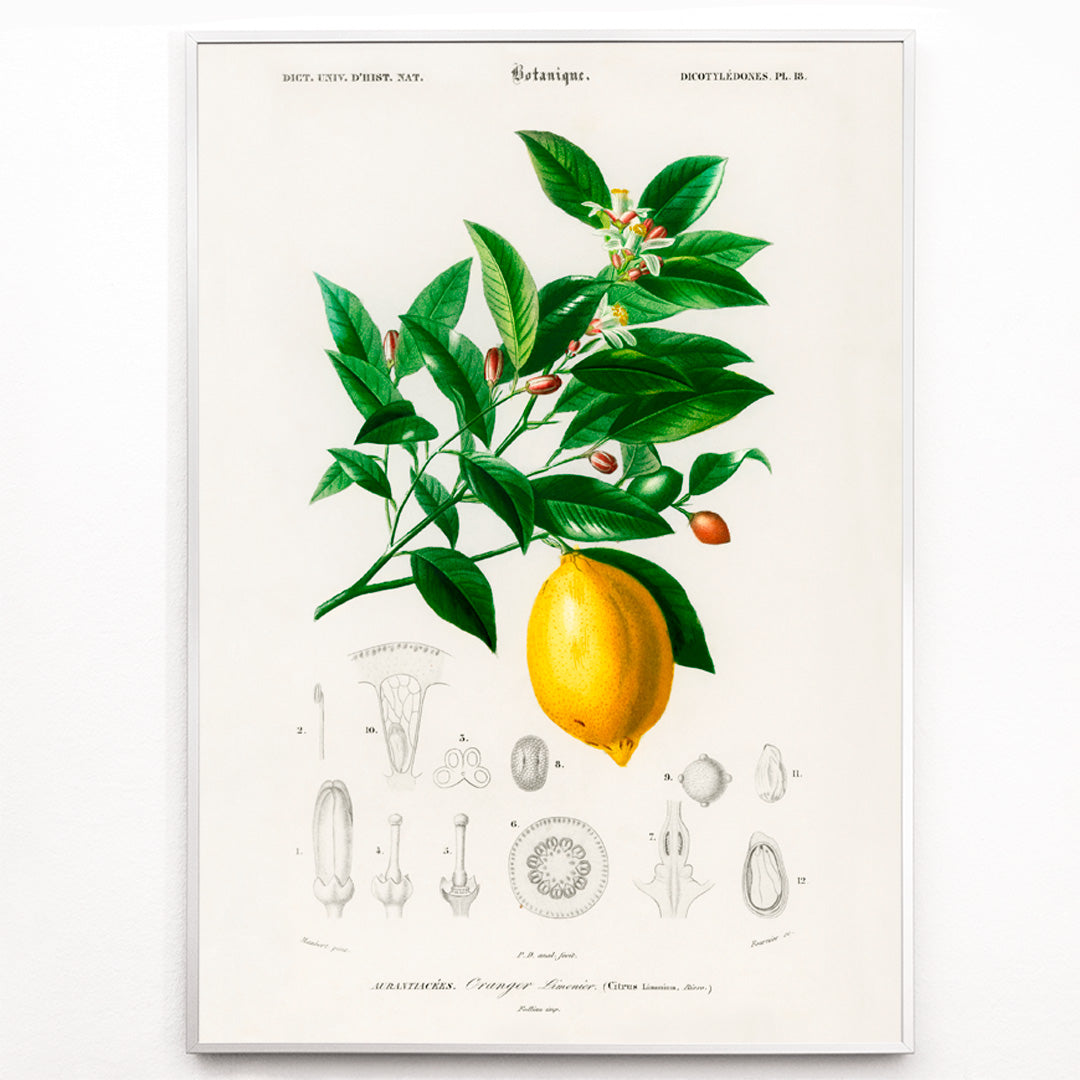 Closeup detail of Botanical illustration poster of Lemon Citrus Limonium by Charles Dessalines D Orbigny with detailed plant drawings
