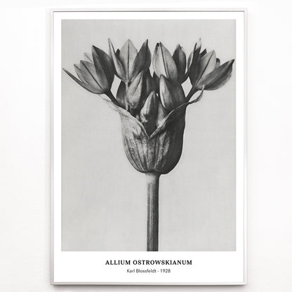 Closeup detail of Black and white close up photograph of Allium Ostrorowskianum ornamental onion by Karl Blossfeldt from Urformen der Kunst poster artwork
