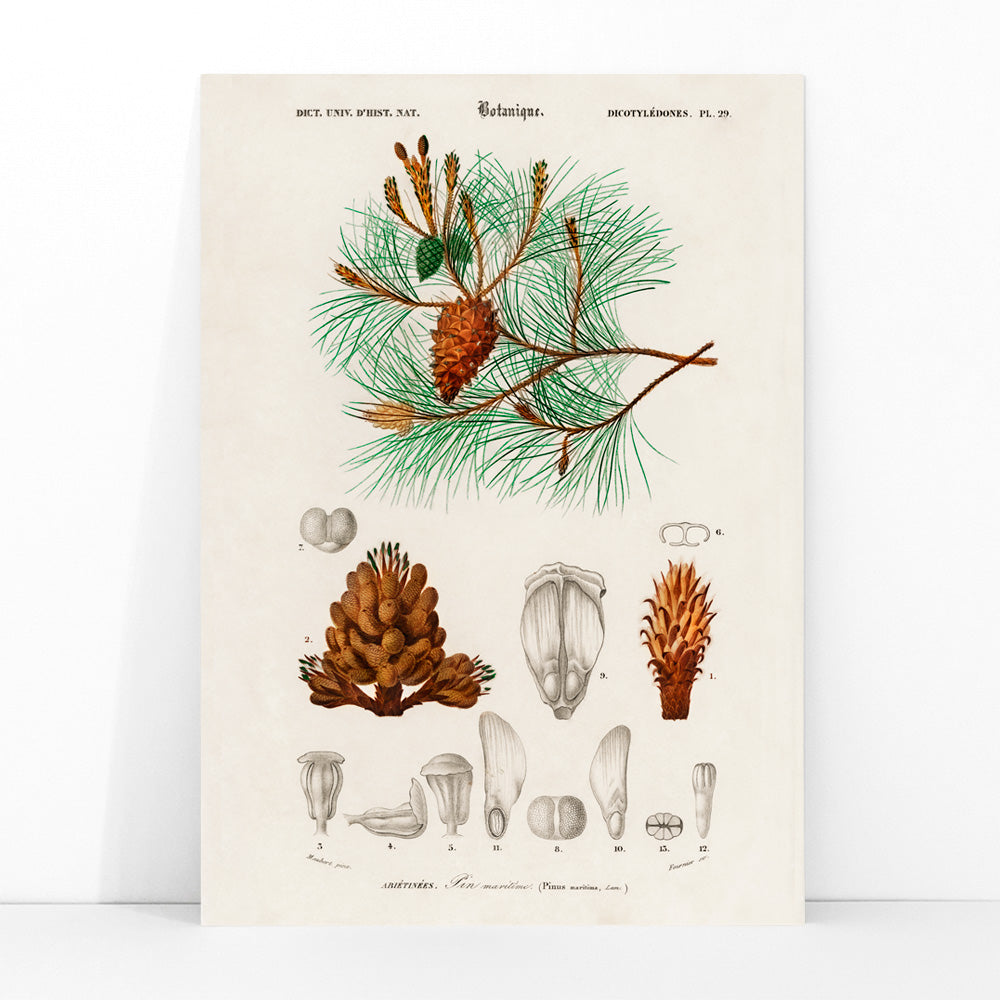 Maritime pine Pinus maritima botanical illustration by Charles Dessalines D Orbigny with detailed pine cones needles and plant parts poster artwork, framed and displayed in modern living room decor