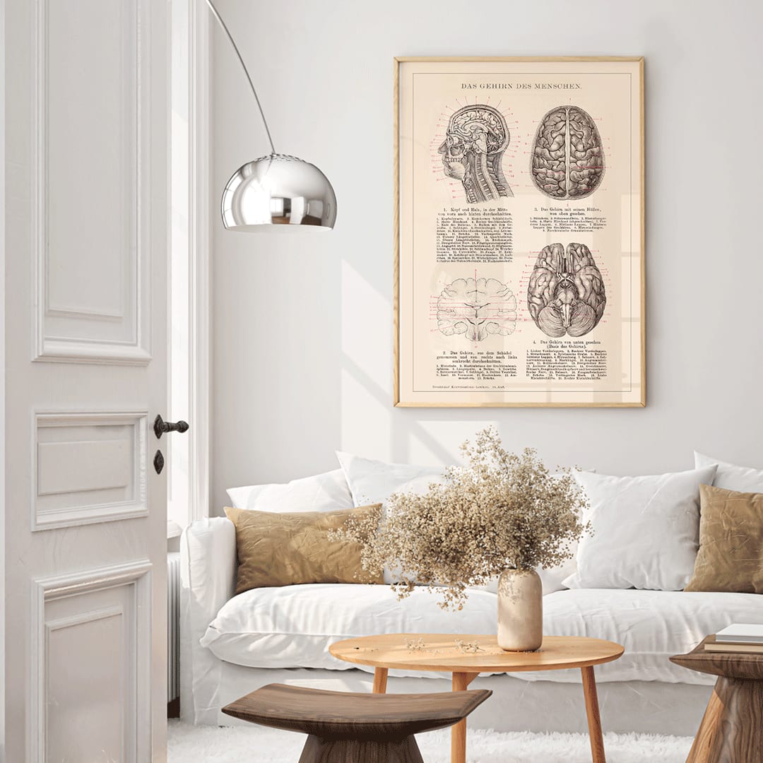 Anatomical human brain illustration artwork and educational poster titled Humain Brain by Institute of Liepzig, framed and displayed in home decor