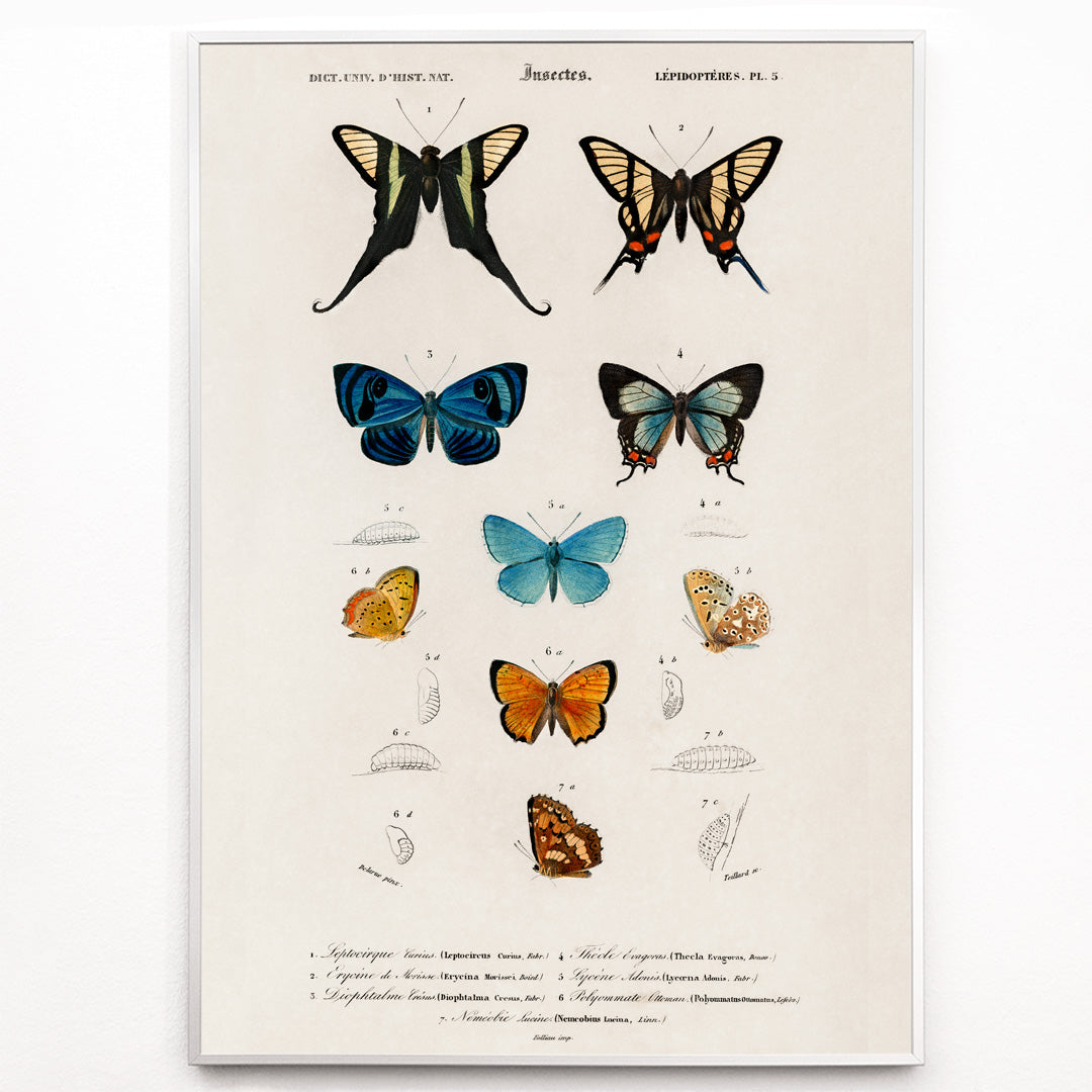 Closeup detail of Colorful butterflies and chrysalises illustration and poster showing butterfly life stages by Charles Dessalines D Orbigny