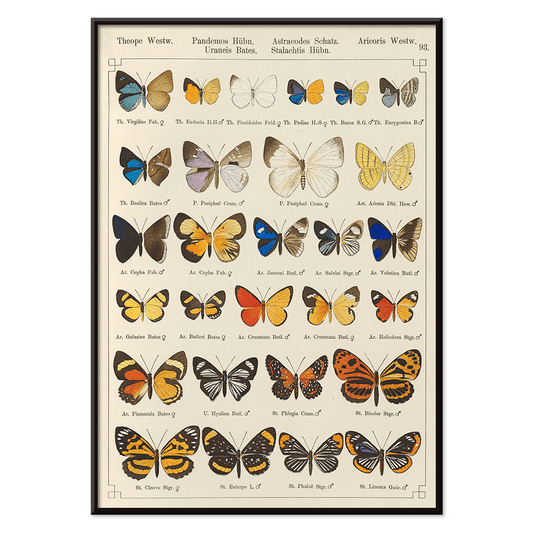 Colorful exotic butterflies and various butterfly species illustrated in intricate detail by Otto Staudinger Exotic butterflies Pl093, with black aluminium frame on white background