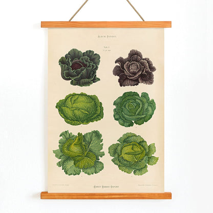 Cabbage illustrations in green and purple by Ernst Benary from artwork Cabbages poster, with wooden magnetic frame on white background