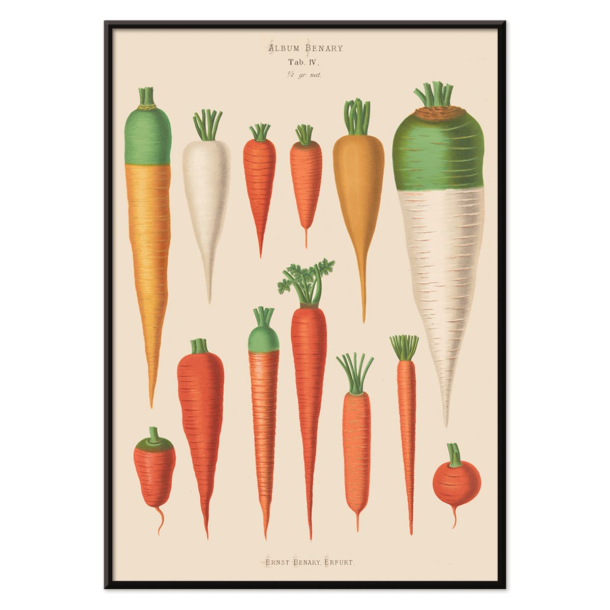 Vintage botanical poster of carrots from Album Benary by Ernst Benary featuring diverse colorful carrot illustrations and shapes, with black aluminium frame on white background