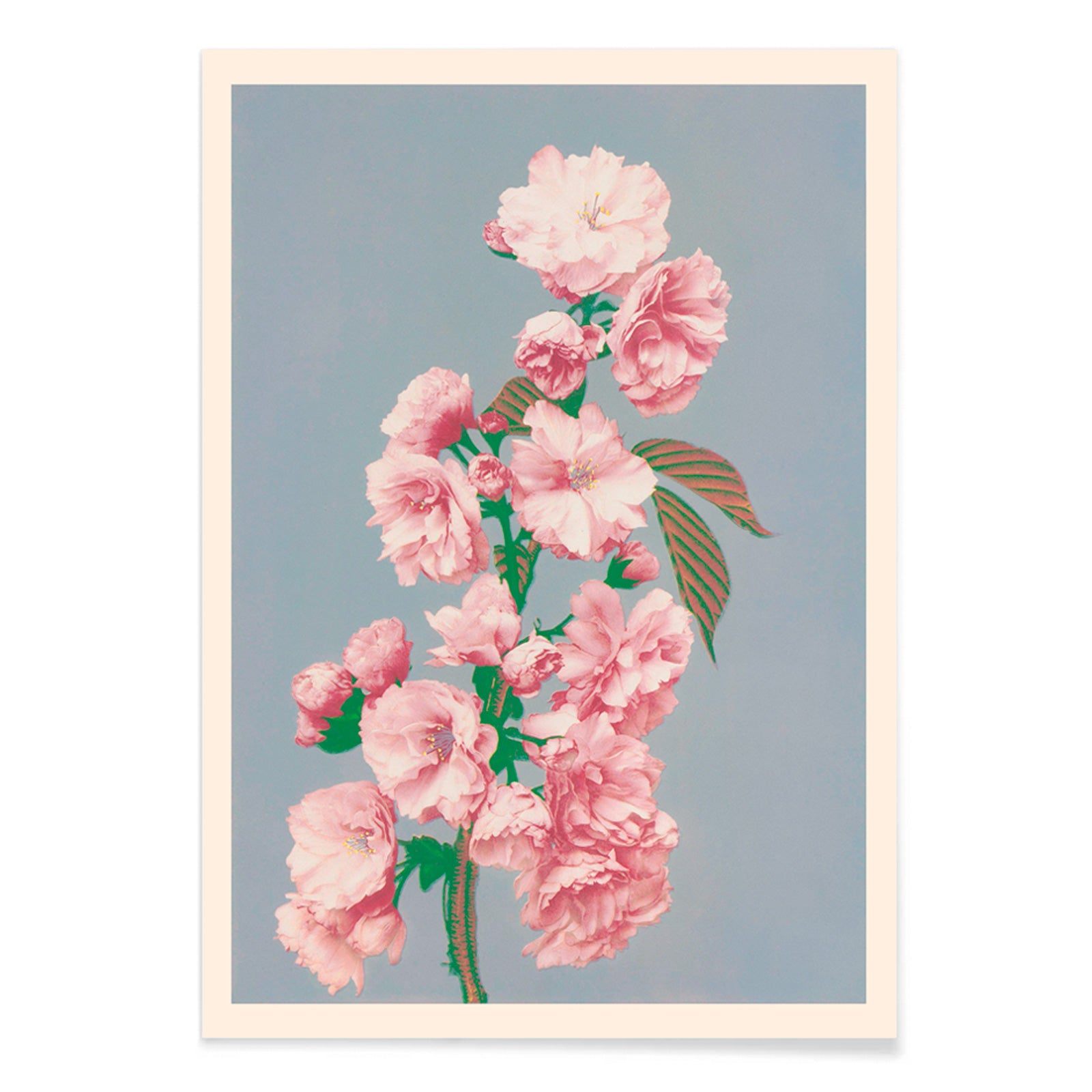 Pink cherry blossom art print by Ogawa Kazumasa delicate flowers on branch poster on grey background, with black aluminium frame on white background