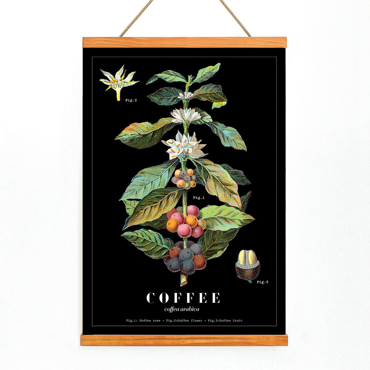 Botanical illustration poster of Coffea Arabica by Davis Sacker and Perkins showing detailed coffee plant stages, with wooden magnetic frame on white background