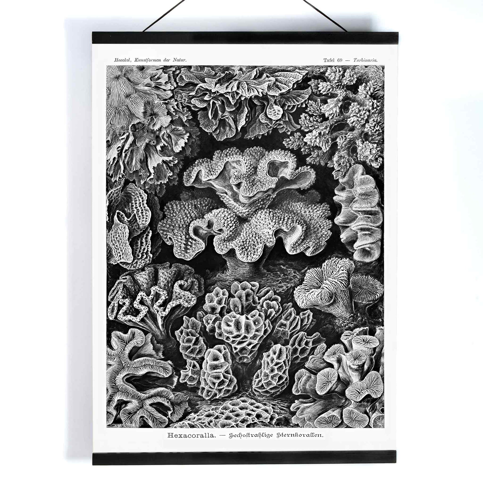Detailed black and white coral illustration poster from Hexacoralla Sechsstrahlige Sternkorallen by Ernst Haeckel wall art decor, with wooden magnetic frame on white background