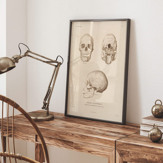 Skull illustrations by Louis-Isidore Duperrey from Voyage autour du monde Pl 104 poster and artwork, framed and displayed in home decor