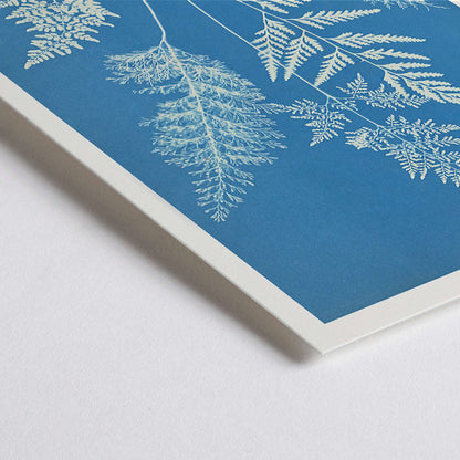 Closeup detail of Botanical cyanotype art print titled Ceylon by Anna Atkins featuring delicate white fern leaves on a blue background