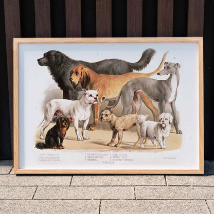 Poster of various domestic dog breeds illustrated from the Carnivora family artwork, framed and displayed in modern living room decor