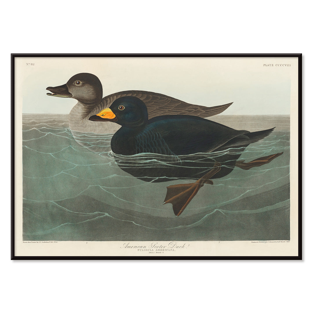 American Scoter ducks swimming in water artwork by John James Audubon Birds of America poster, with black aluminium frame on white background