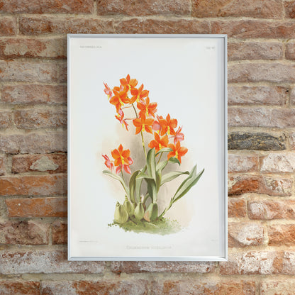 , framed and displayed in home decor
