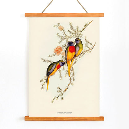 Splendid Grass-Parakeet artwork by Euphema Splendida featuring three vibrant birds perched on colorful foliage, with wooden magnetic frame on white background
