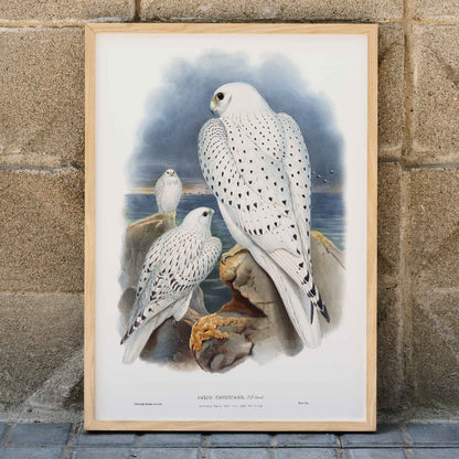 Greenland Falcon artwork by John Gould showing three white falcons perched on rocky cliffs by the sea with a cloudy sky, framed and displayed in home decor