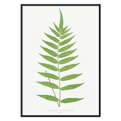 Polypodium Fraxinifolium fern botanical illustration poster by Edward Joseph Lowe from Ferns British and Exotic, with black aluminium frame on white background