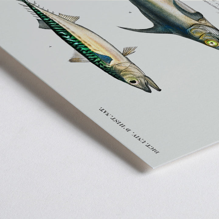 Closeup detail of Illustration and poster of various fish species with scientific names from Different types of fishes by Charles Dessalines D Orbigny