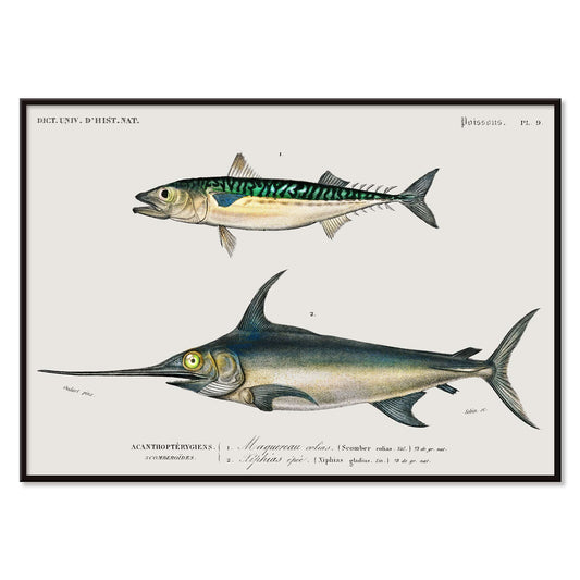 Illustration and poster of various fish species with scientific names from Different types of fishes by Charles Dessalines D Orbigny, with black aluminium frame on white background