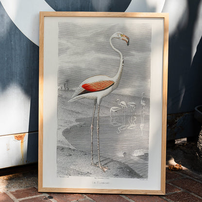 Le Flammant Flamingo by Edouard Travies white flamingo standing by water in natural habitat poster, framed and displayed in home decor