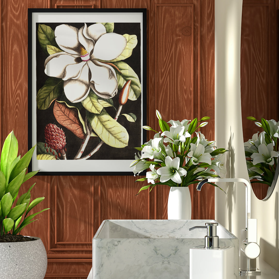 Botanical illustration and poster of Laurel Tree Magnolia altissima with white flower and green leaves by Mark Catesby for wall decor, framed and displayed in home decor