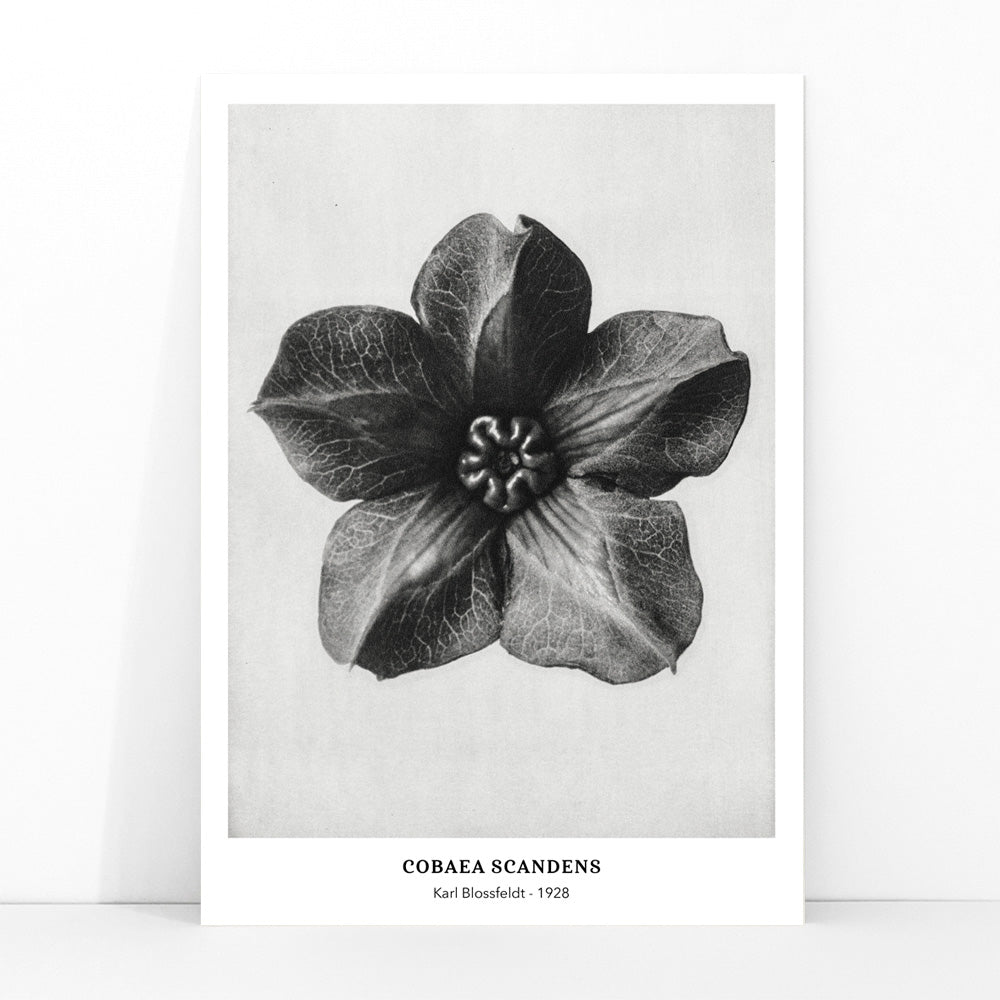 Black and white close up photograph and poster of Cobea scandens Mexican Ivy flower calyx by Karl Blossfeldt Urformen der Kunst, framed and displayed in modern living room decor